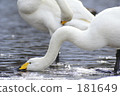 Pure white swan 181649