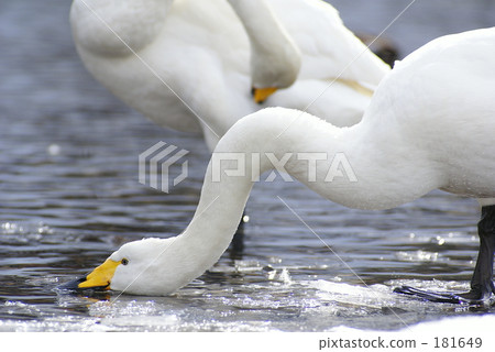 純白色的天鵝 純白色的天鵝 181649