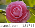 Camellia 181745