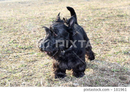 黑狗 毛孩 狗 181961