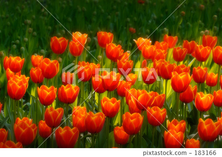 Tulip 01 Tulip 01 183166