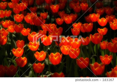 Tulip 02 183167