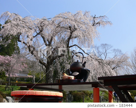 Weeping cherry tree 183444
