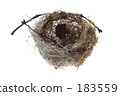bird's Nest 183559
