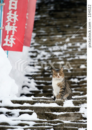 Dignified cat 184022