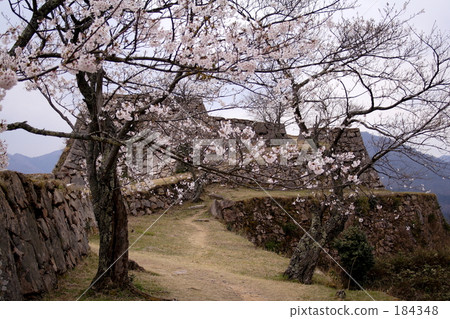 Cherry blossoms in the sky of the sky · · · at Takeda castle 184348
