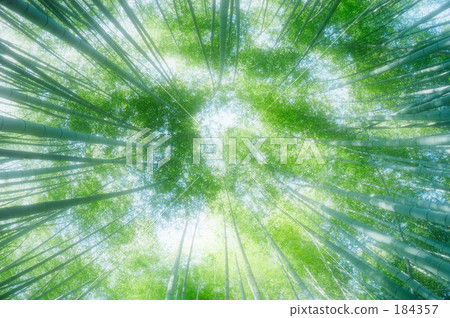 Bamboo 02 Bamboo 02 184357
