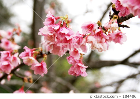 櫻花 184486
