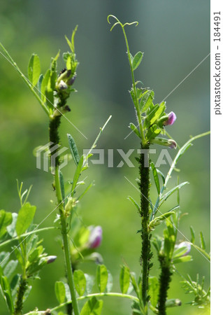 聚集的敵人！ 184491