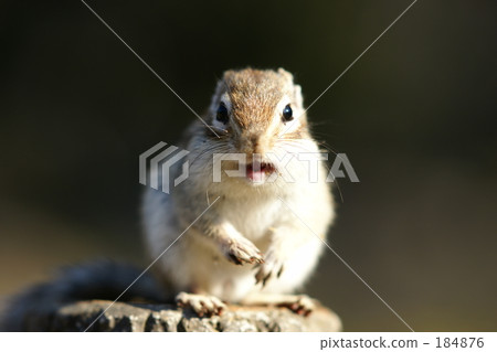 chipmunk, chipmunks, portrait 184876