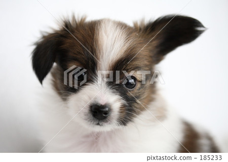 Papillon puppy 185233