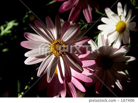 Gerbera 187406