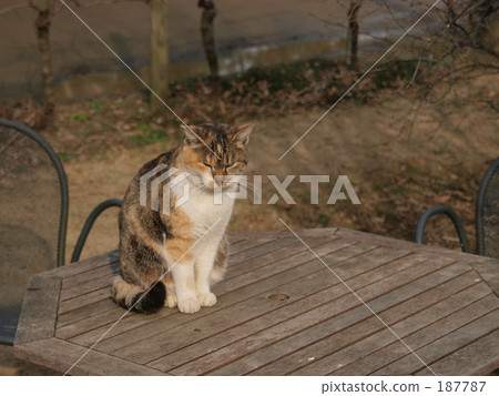 japanese cat, upper body, upper body shot 187787
