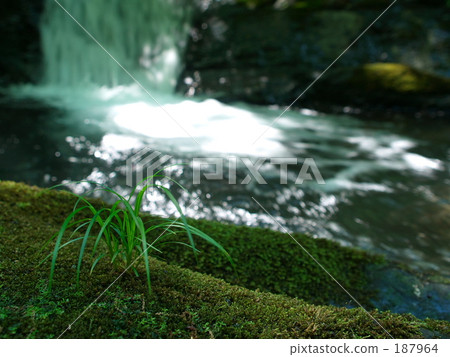 Crowded into clear stream 187964