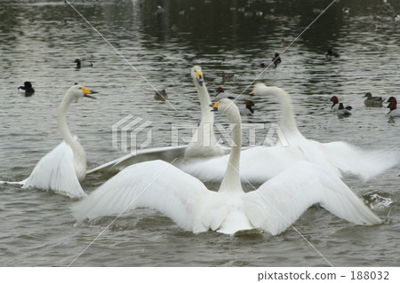 Bird association 188032