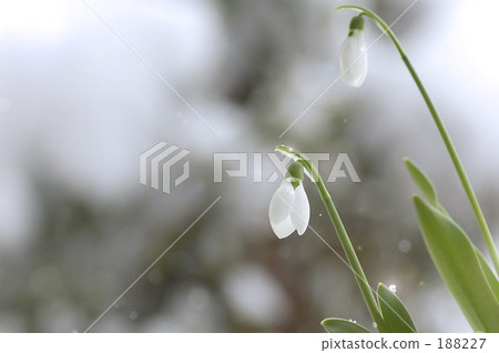 雪花蓮1 188227