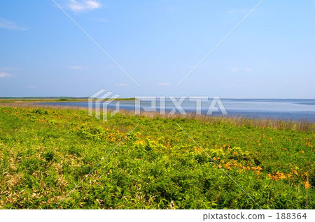 野付半島 金針花 東北海道 188364