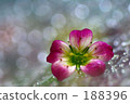 Clouds grass rain after the rain 188396