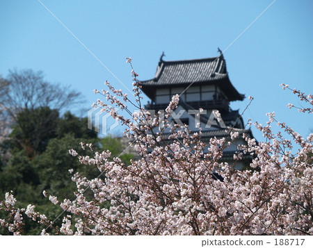 Spring dog mountain castle 188717