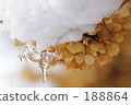 Hydrangea in winter 188864