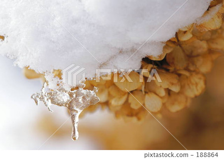 Hydrangea in winter 188864