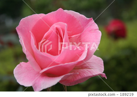 Rose of pink 189219
