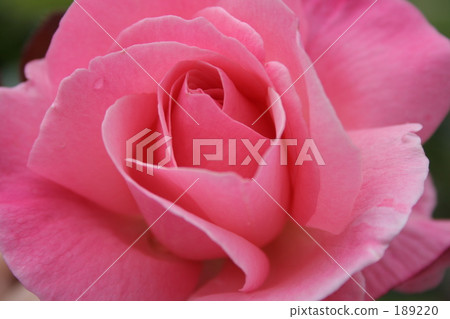 A rose's whorl 189220