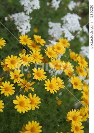 黃色達爾伯格雛菊花 黃色達爾伯格雛菊花 189226