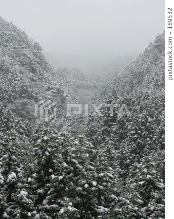 落雪的樹種植山 189532