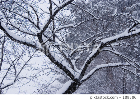 Yukino Yoshino Cherry Tree Stock Photo 1586