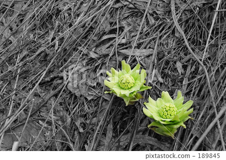 Early Spring Episode 12 189845