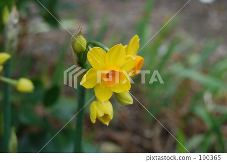 Narcissus 190365