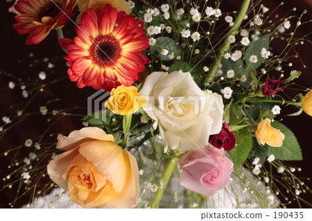 玫瑰5 玫瑰5 190435