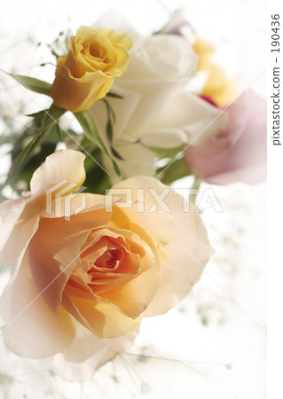 玫瑰5 玫瑰5 190436