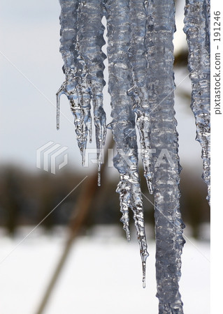 icicle, frost covered tree, frost-covered tree 191246