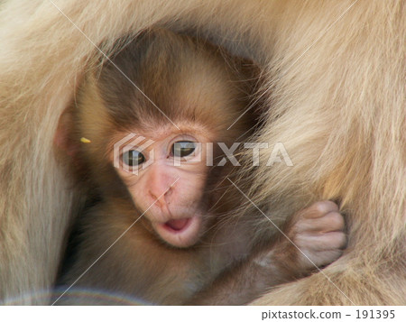 猴子的寶貝 猴子的寶貝 191395