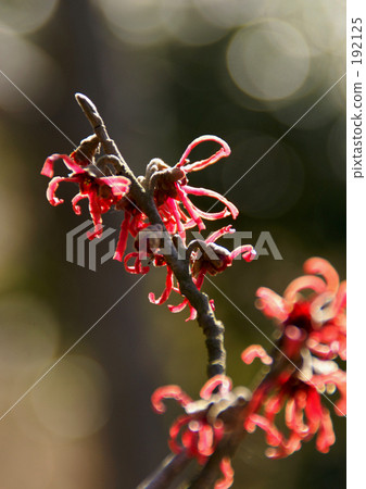Akaflower節 192125