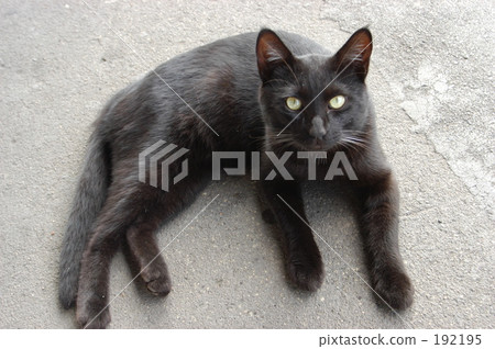 domestic cat, black cat, stray cat 192195