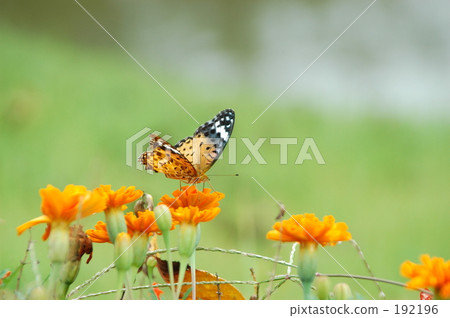 japan, image, feather 192196