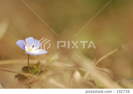 Find spring♪ 192738