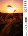 Winter light 192883