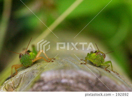 macro lens, grasshopper, locust 192892
