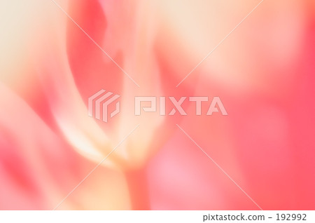 Tulip 06 Tulip 06 192992