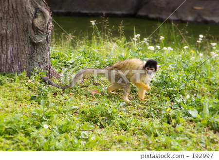 Bolivian squirrel monkey 192997