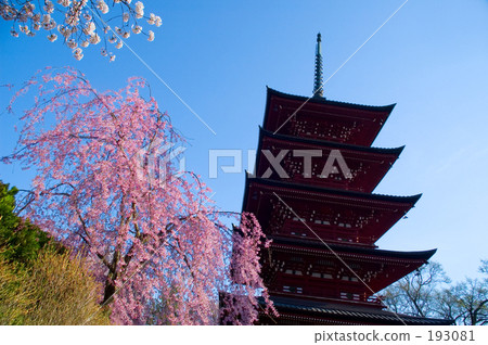 Red gable cherry tree Red gable cherry tree 193081