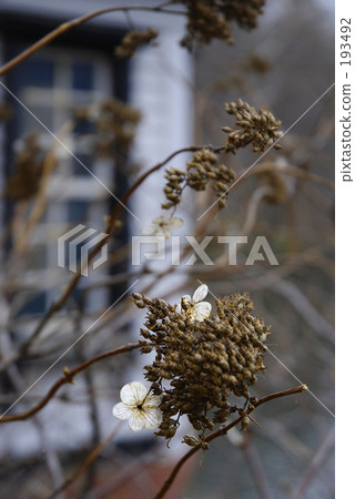 Early Spring Episode 13 193492