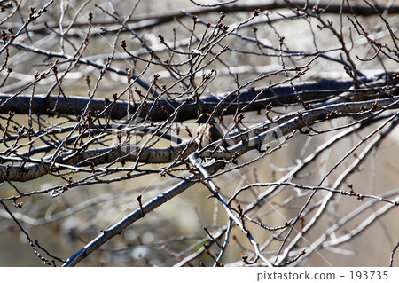 branch branch 193735