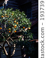 Mandarin orchard of fence 193739