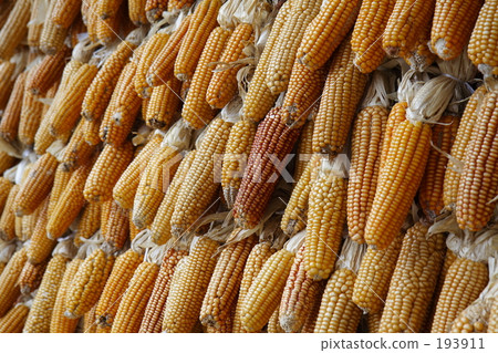 Dried corn 193911