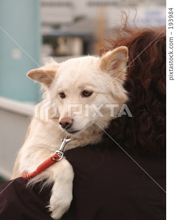 Spoiled dog Spoiled dog 193984